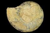Bathonian Ammonite (Procerites) Fossil - France #152762-1